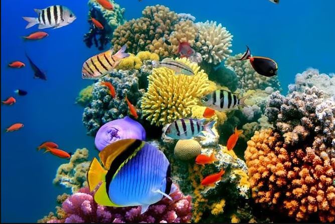 Colour Coral Fishes in Sri Lanka